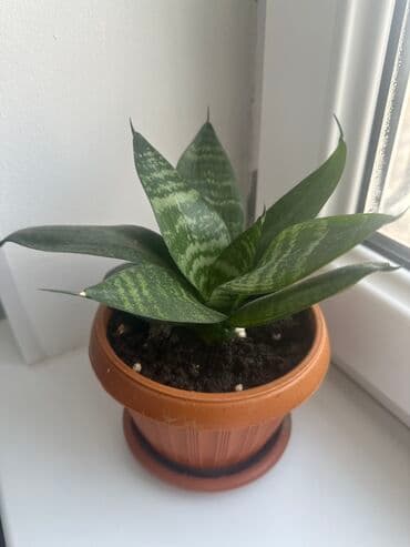 Самовывоз из 4 мкр at lalafo.kg Самовывоз из 4 мкр