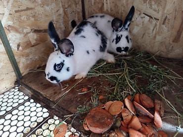 мал сатам: Сатам | Ургаачы коен, Коендун бөжөктөрү — 3