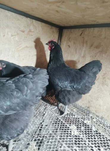 купить корм для перепелов несушек: Продаю | Куры | Для разведения — 1