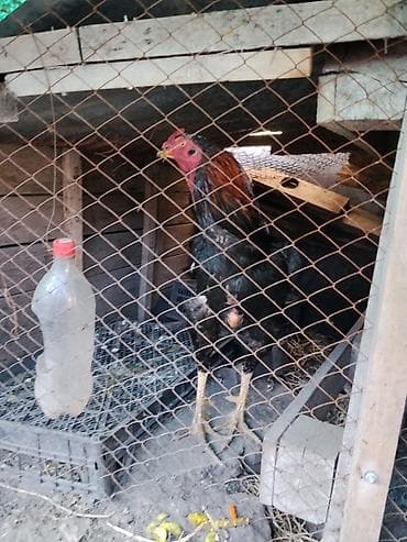 курица черная: Продаю | Петух | Бойцовая | Для разведения — 5