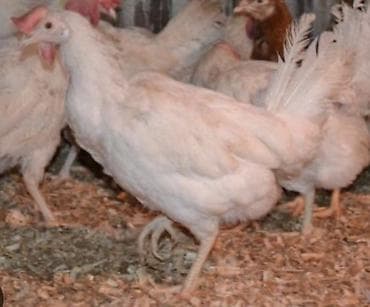 цеплята несушки: Продаю | Куры | Несушки — 1