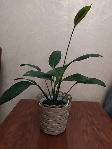 пакрывал: Спатифиллум (Spathiphyllum) в декоративном кашпо. - Комнатное — 1