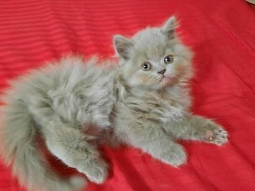 Скотиш Страйт (Шотландская прямоухая), 2 месяца, Девочка, Лиловый, Приучена к лотку