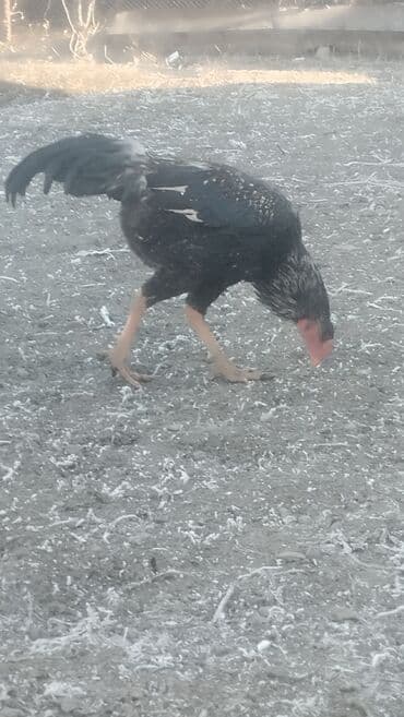 енот живой: Продаю | Петух | Бойцовая | Для разведения — 4