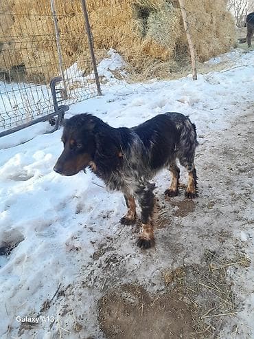 Собака с удлинённой шерстью и мраморным (чёрно‑седым) окрасом с рыжими at lalafo.kg Собака с удлинённой шерстью и мраморным (чёрно‑седым) окрасом с рыжими