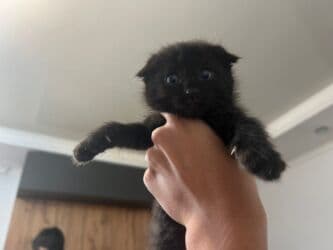 британская короткошёрстная кошка цена: Скотиш Страйт (Шотландская прямоухая), 1 месяц, Девочка, Серый, Метис, Приучена к лотку — 12