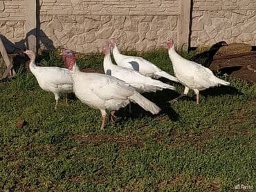 индушка алам: Продаю | Индюшка (самка) | Черный принц, Северокавказская, Полукровка | На забой, Для разведения — 1