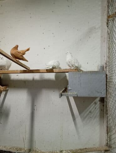 голубе: Продаю голубей и уток порода Мандаринки — 7