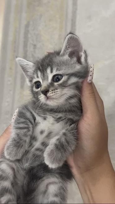 породистая: Продаются котята 🐱🤍Ош Возраст — 2 месяца. Метисы британца. Есть серые — 1