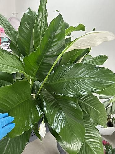 высокий горшок: Спатифиллум (Spathiphyllum) крупный, с бутонами/соцветиями, в — 3