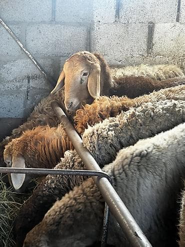 китайская хохлатая собака: Продаю | Овца (самка) | Арашан — 5