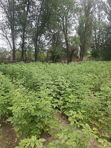 удобрение для малины: Продается малинник с плодородной почвой. Идеально подходит для — 2