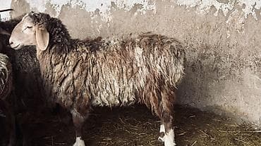 продажа пони: Продаю | Овца (самка) | Для разведения | Матка — 2