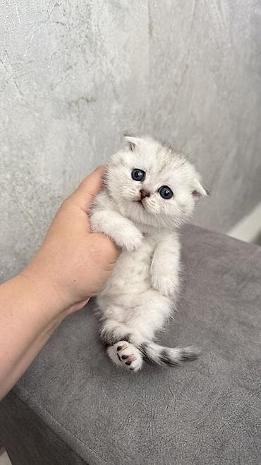 тай палтарашка: Продается котенок — 3