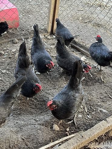 Продам карликов кур петухов