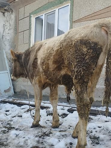 Грызуны: Продаю | Бык (самец) | Полукровка | На откорм | Привязанные — 9