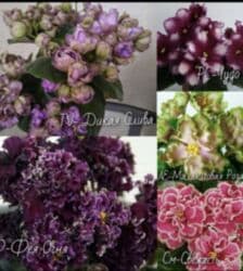 мебельный лист: Продаю фиалки! Срезанный лист 30 сом! Коллекция из 35сортов продам — 9