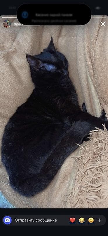 кошка бишкек: Черная домашняя кошка - Окрас: угольно‑черный, короткая гладкая — 1