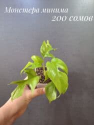 живые растения в аквариум купить: Комнатные растения, цветы (молодые растения, взрослые экземпляры). Не — 18