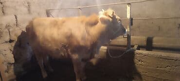 уста керек нан: Сатам | Уй (ургаачы) | Союуга — 7