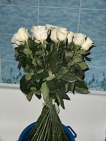 Мебель: Букет из белых роз - Роскошный плотный букет с крупными бутонами — 3
