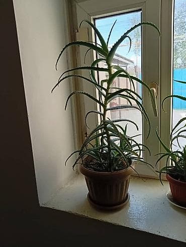 алоэ бишкек: 🌿 Продаются алоэ (столетник). Здоровые, взрослые растения. Цена — 1