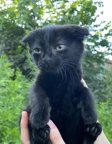 Кошки: Скотиш Фолд (Шотландская вислоухая), 2 месяца, Девочка, Черный, Приучена к лотку — 1