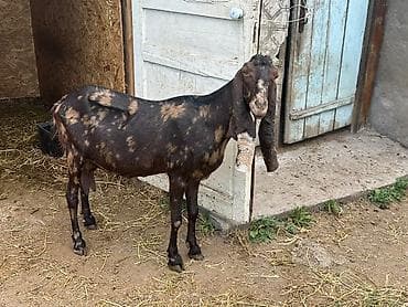 иранский корм: Продаю | Коза (самка) | Камори | Для разведения | Котные — 2