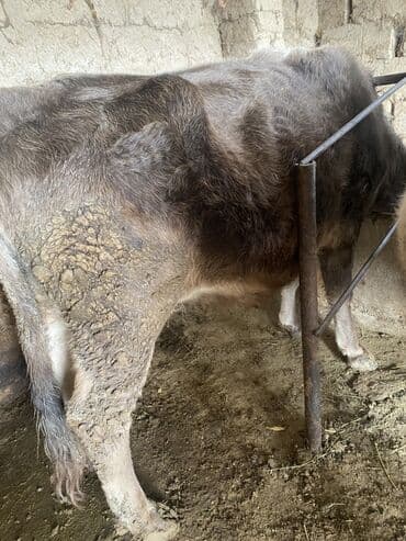 купить айширскую корову: Продаю | Бык (самец) | На откорм | Привязанные — 2