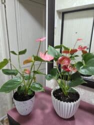 кастрюля большая: Спатифиллум (Spathiphyllum) в декоративном кашпо - Крупный, густой — 27