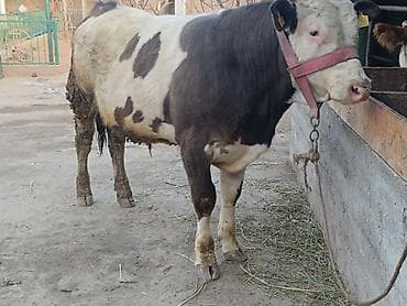 коты бишкек: Сатам | Бука (эркек) | Көбөйтүү үчүн, Сүт алуу үчүн | Байланган — 1