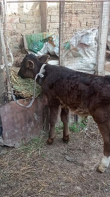 бульдог французский: Продаю | Бык (самец) — 1