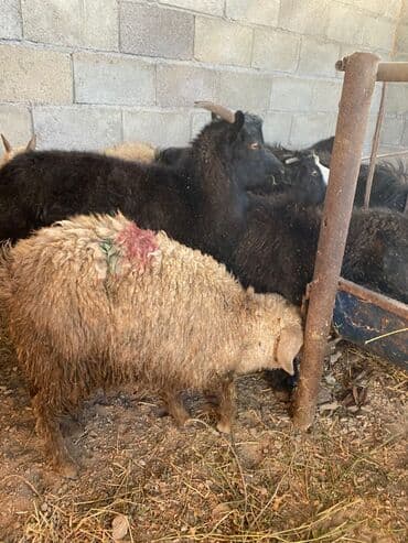 дом кошек: Продаю | Коза (самка), Козлёнок — 6