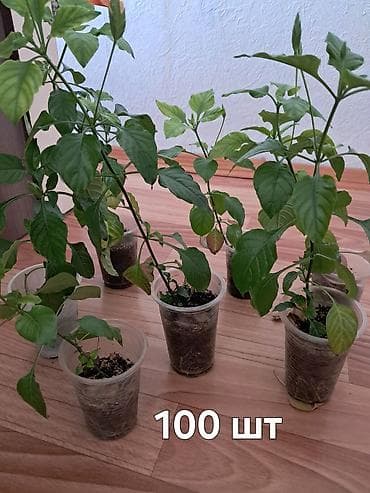 кой аштоо: Самовывоз — 7