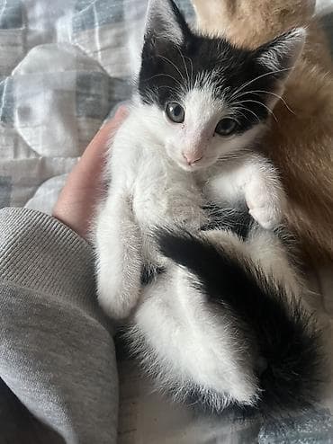 кошке: 2 месяца, Девочка, С прививками — 3