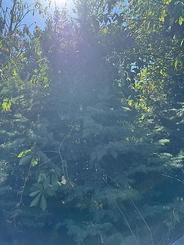 сеянцы голубой ели: Ель голубая (Picea pungens, «голубая ель») для ландшафтного — 1