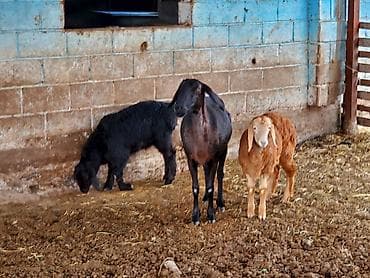 chi su: Продаю | Овца (самка) | Арашан | Для разведения | Матка — 3