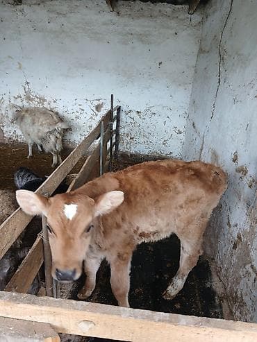 Уйлар, букалар: Сатам | Музоо | Швиц | Бордоп семиртүү үчүн, Көбөйтүү үчүн | Жасалма уруктандырылган — 3