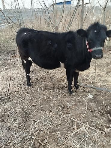 животные каракол: Продаю | Тёлка | На откорм | Нетель — 1