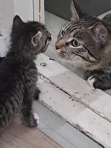 кот вязка: Котята, тигровые и рыжеватые окрасы. На фото — несколько малышей с — 6