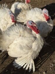 собака охотничий: Продаю | Индюшка (самка) | Бройлерная | На забой | Племенные — 5