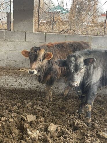 Toyota: Продаю | Бык (самец) | Ангус | На откорм | Привязанные — 4