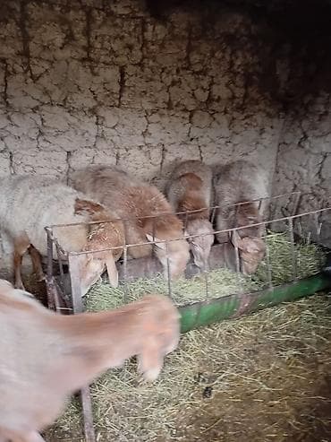 яйца для инкубатор: Продаю | Овца (самка), Баран (самец) — 2