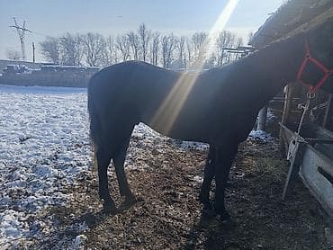 дакан атлас: Продаю | Жеребец | Полукровка | Рабочий — 4