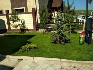 гортензии бишкек цена: Газон. Газон. Газон в бишкеке. Посев газона авто полив газоны для — 5