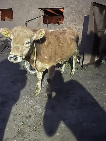 корм для домашних животных: Продаю | Бык (самец) | Ангус | На откорм, Для разведения — 5