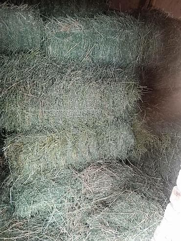 ветеринар кара балта: Клевер тюки продаю. Стандартные. Находится сокулукский район Село кара — 2