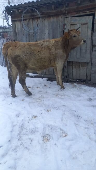 мал сатуу: Сатам | Уй (ургаачы) | Сүт алуу үчүн | Кунажын — 2