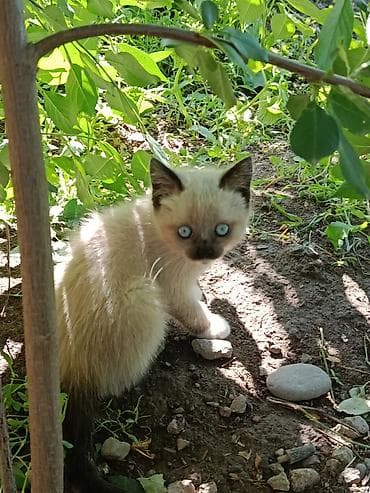 британские котята черные: Котята, помёт из трёх малышей: - Чёрный короткошёрстный котёнок с — 4