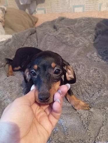 еда для собак: Продаются щенки породы таксы, два мальчика и одна девочка — 1